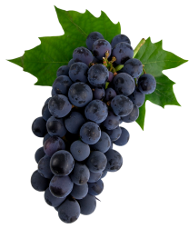 grape